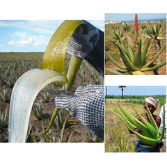 Artisanal Hair Nourishing Oil – Traditional Growth & Strengthening Care